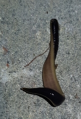 Orobdella tsushimensis