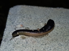 Orobdella tsushimensis