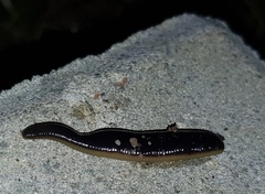 Orobdella tsushimensis