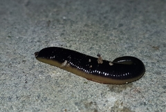 Orobdella tsushimensis