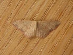 Idaea halmaea