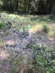 Crataegus spathulata