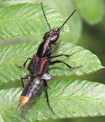Xanthopygina