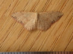 Idaea halmaea