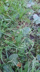 Poa annua