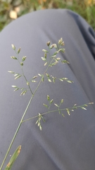 Poa annua