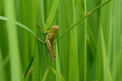 Choroedocus violaceipes
