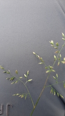 Poa annua