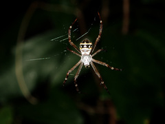 Argiope caledonia
