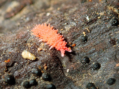 Caledonimeria mirabilis