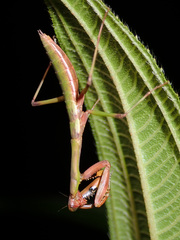 Notomantis brunneriana