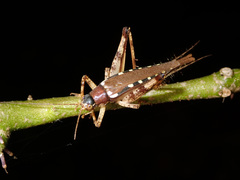 Matuanus elegans