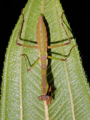 Notomantis brunneriana