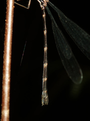 Caledargiolestes uniseries