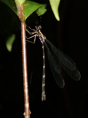 Caledargiolestes uniseries