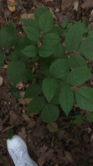 Fraxinus quadrangulata