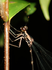 Caledargiolestes uniseries