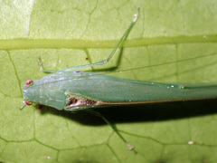 Holochlorini