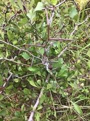 Crataegus spathulata