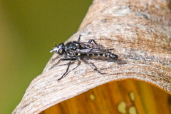 Cyrtopogon dubius