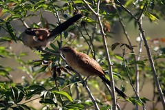 Centropus superciliosus