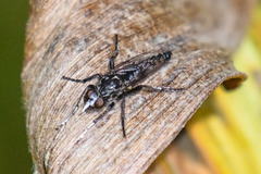 Cyrtopogon dubius