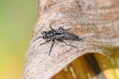 Cyrtopogon dubius