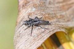 Cyrtopogon dubius