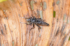 Cyrtopogon dubius