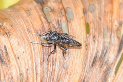 Cyrtopogon dubius