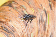 Cyrtopogon dubius