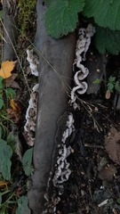 Chondrostereum purpureum