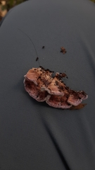 Chondrostereum purpureum