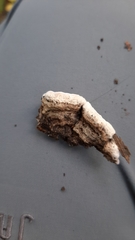 Chondrostereum purpureum