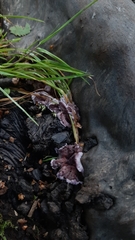 Chondrostereum purpureum