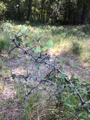 Crataegus spathulata