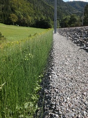 Equisetum × moorei