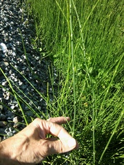 Equisetum × moorei