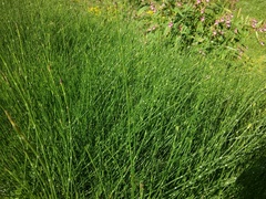 Equisetum × moorei