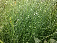 Equisetum × moorei