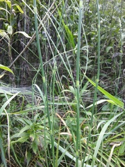 Equisetum × moorei