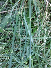 Equisetum × moorei