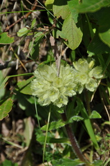 Campanula thyrsoides