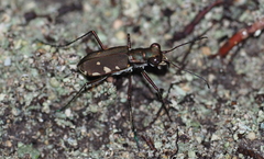 Calomera durvillei