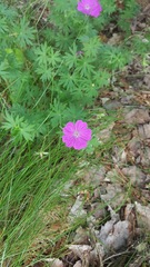 Geranium sanguineum
