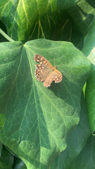 Pararge aegeria