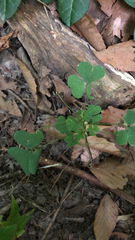 Oxalis stricta