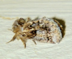 Paraphlebs singularis