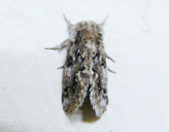 Paraphlebs singularis