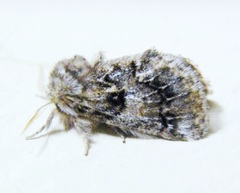 Paraphlebs singularis